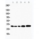 Caspase-3(P10) Antibody