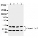 Caspase-3(P17) Antibody