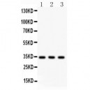 Caspase-7  Antibody