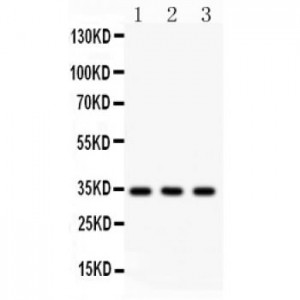 Caspase-7  Antibody