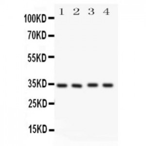 Caspase-7(P11) Antibody