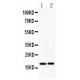 Caspase-8 Antibody