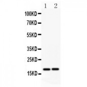 Caspase-8 Antibody