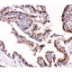 Cathepsin D  Antibody