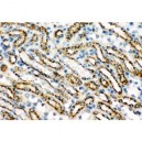 Cathepsin D  Antibody