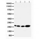 Caveolin-2 Antibody