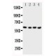 CBS Antibody