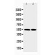 CCR3 Antibody