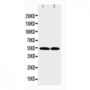 CCR3 Antibody