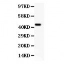 CD11b  Antibody