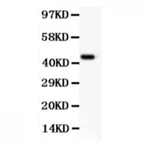 CD11b  Antibody