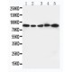 CD18 Antibody