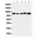 CD18 Antibody