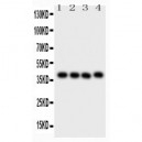 CD34  Antibody