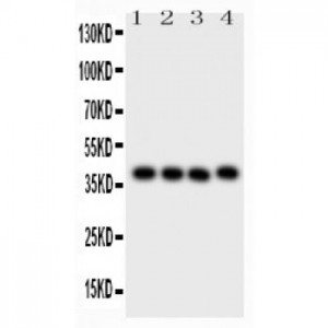 CD34  Antibody