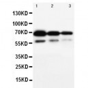 CD34 Antibody