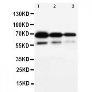 CD34 Antibody