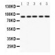 CD36  Antibody