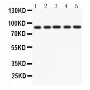 CD36  Antibody