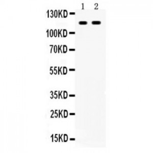 CD44  Antibody