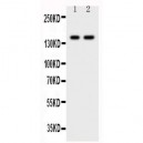 CD45 Antibody