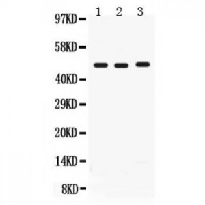 CD46  Antibody