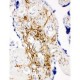 CD47 Antibody