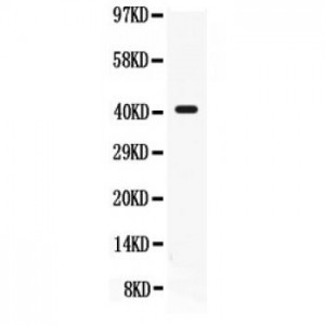 CD55  Antibody