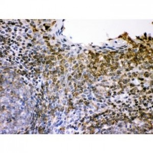 CD62L  Antibody