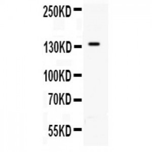 CD62P Antibody