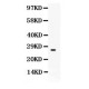 CD63  Antibody