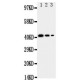 CD68 Antibody