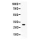 CD8 alpha  Antibody