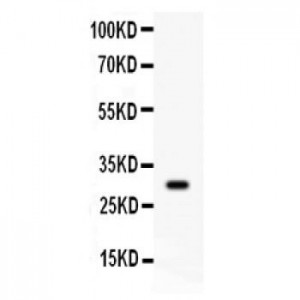 CD8 alpha  Antibody