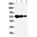 CD95 Antibody