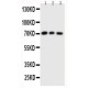 Cdc25A Antibody