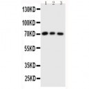 Cdc25A Antibody