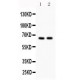 Cdc25B  Antibody