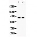 Cdc25B  Antibody