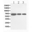 Cdc25B Antibody