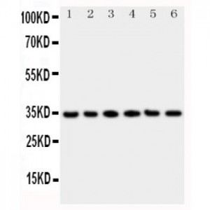 Cdc34 Antibody