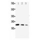 CDC42 Antibody