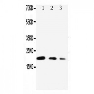 CDC42 Antibody