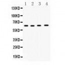 Cdc6  Antibody