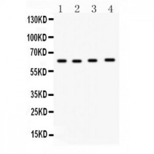 Cdc6  Antibody