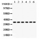 CDK1  Antibody