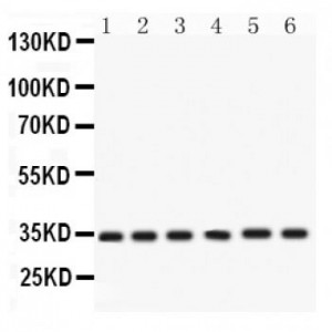 Cdk4  Antibody