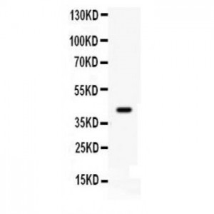 Cdk9  Antibody