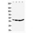 CEBP Alpha Antibody