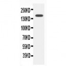 CFTR Antibody